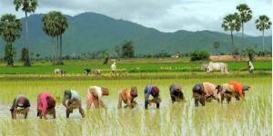 आज असार १५ अर्थात् धान दिवस, दही चिउरा खाएर मनाइँदै